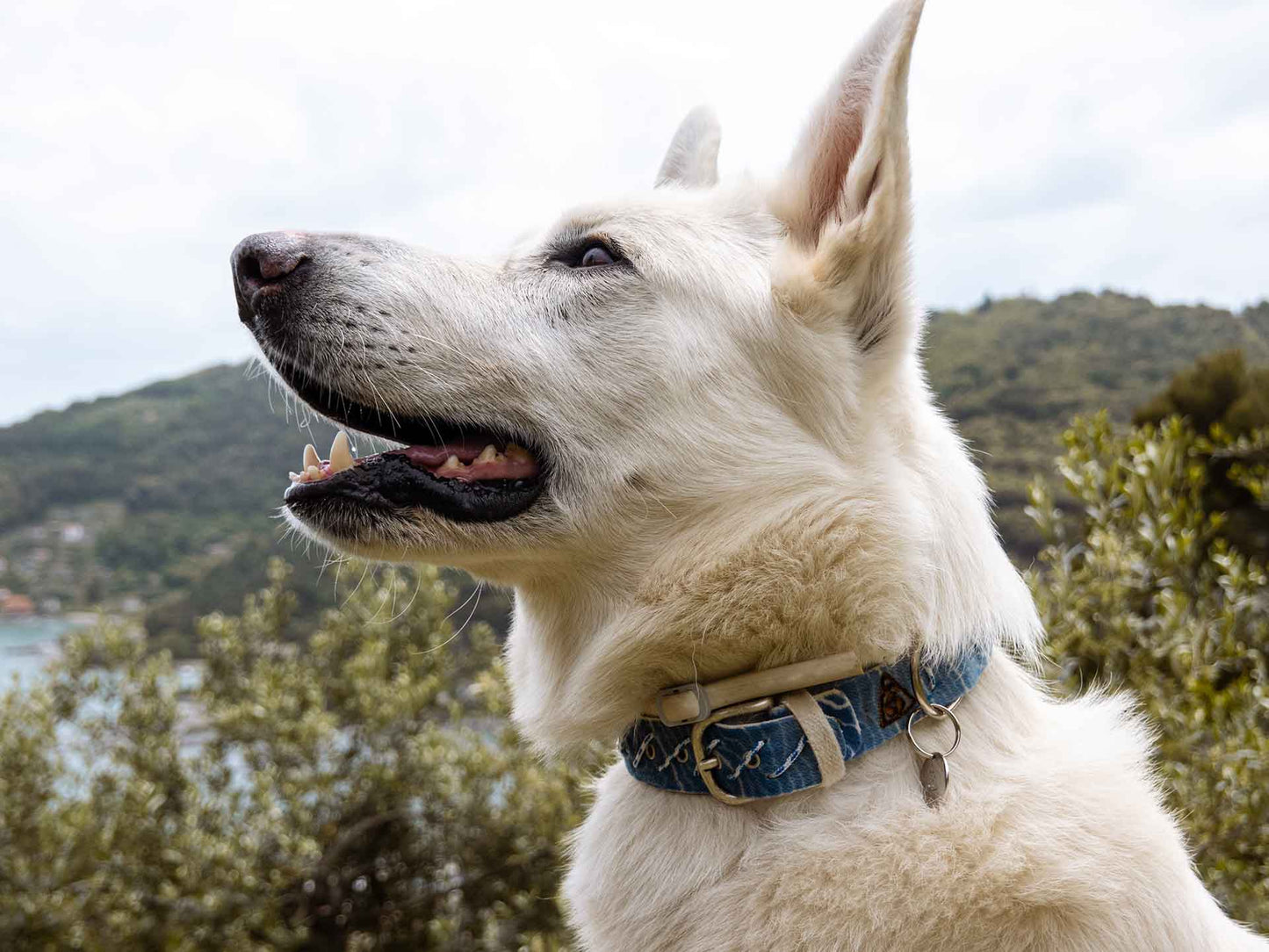 Non ti scordar di me Dog Collar