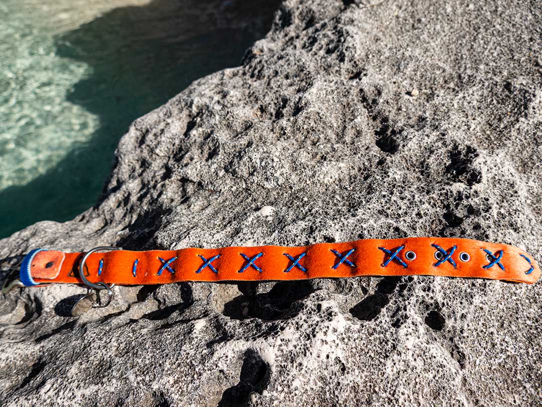 Calendula Dog Collar