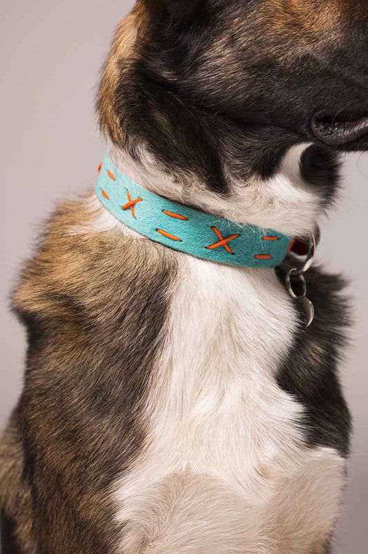 Collare personalizzato