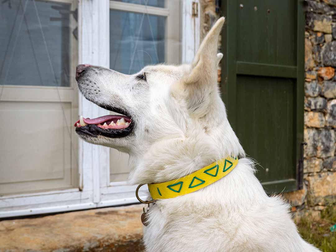 Arnica Dog Collar